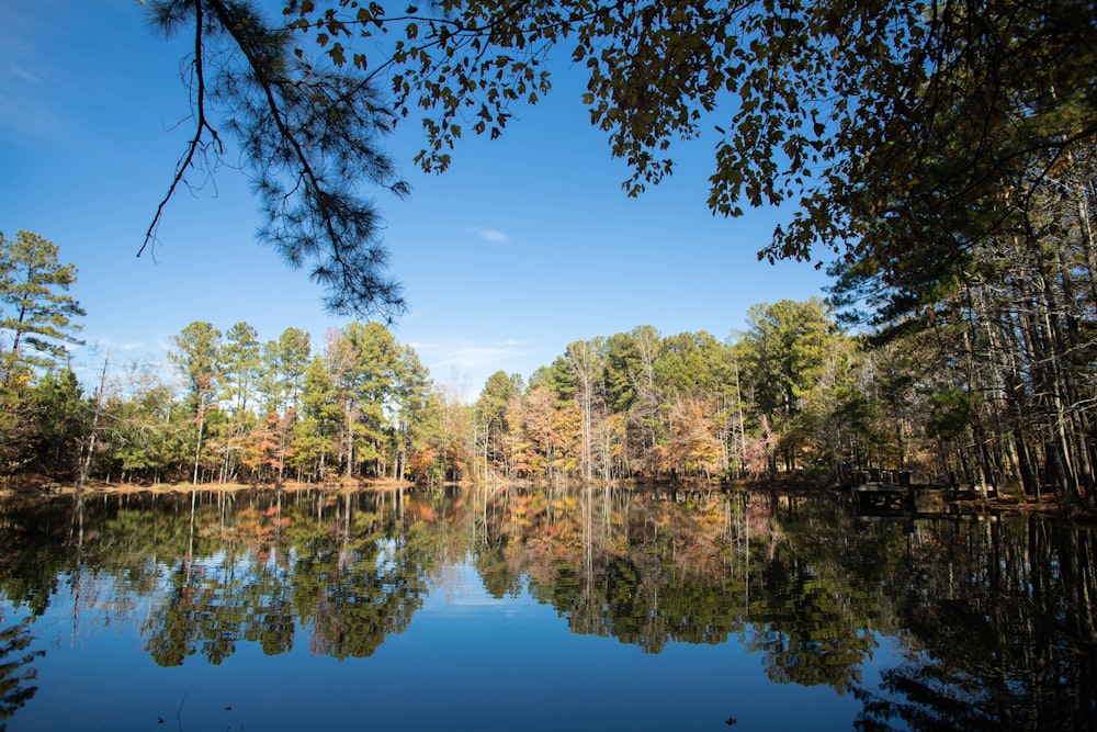 green trees beside lake under blue sky during daytime