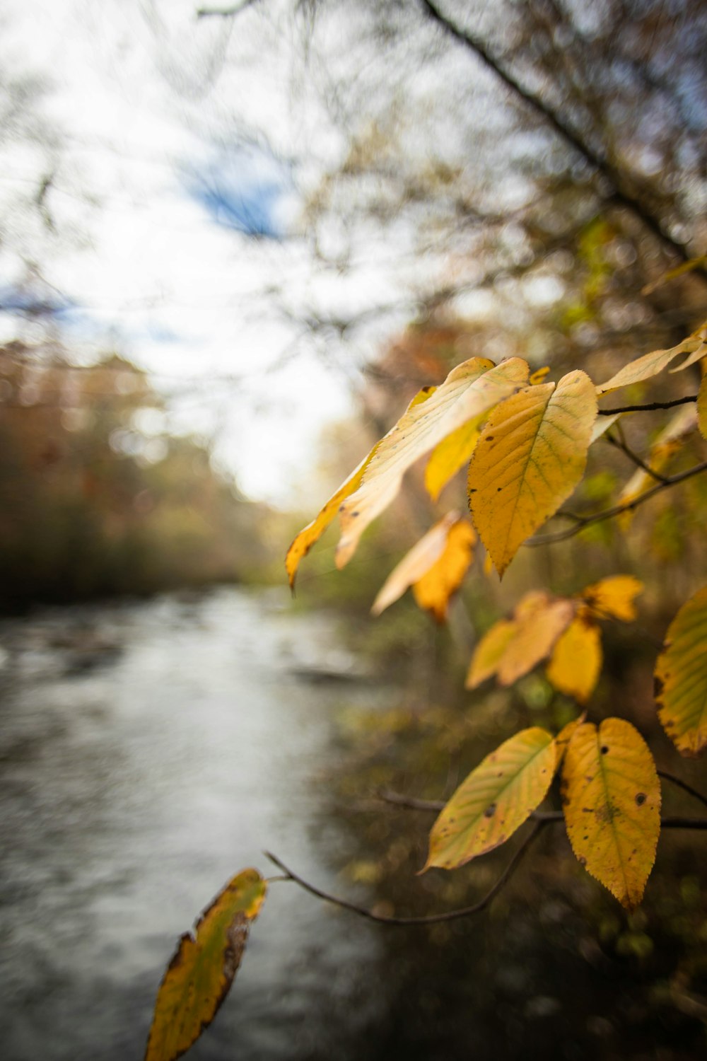 green leaves near body of water during daytime