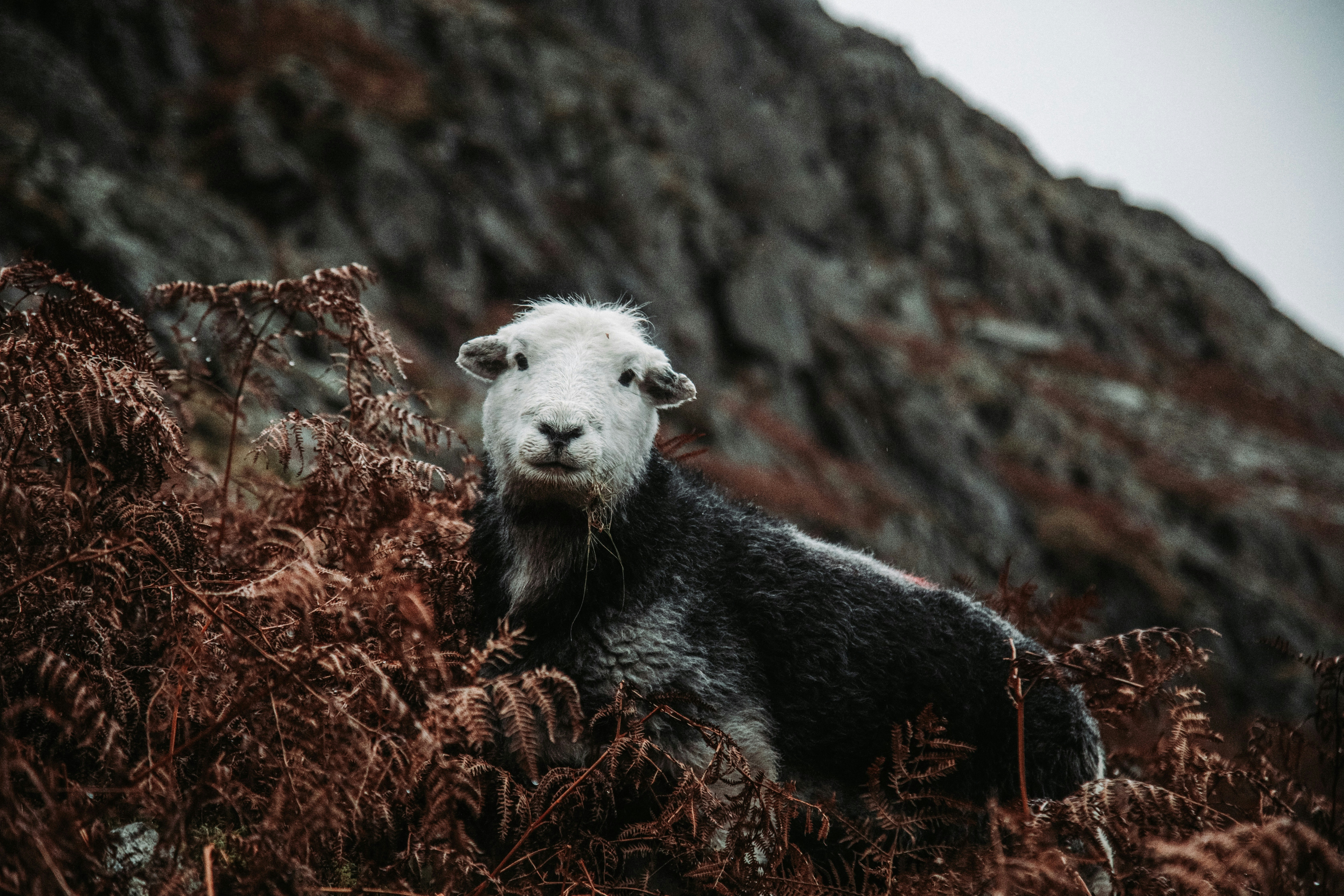 white and black cow on brown grass during daytime, Lake District sheep