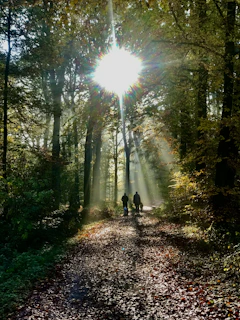 Sunlight filtering through autumn leaves as men walk together along a forest trail, embodying connection and healing.