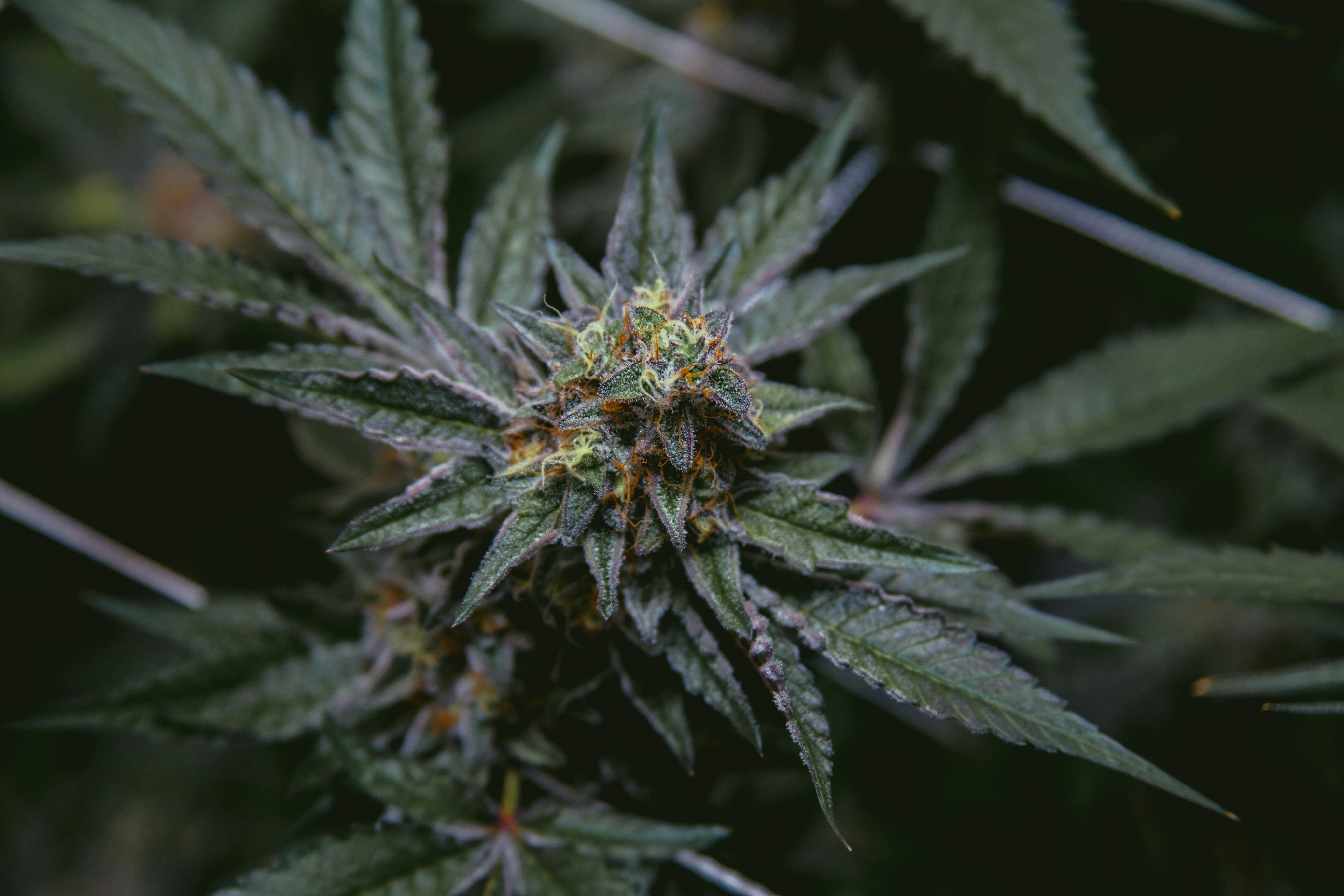 Photo by fortheloveofsmoke