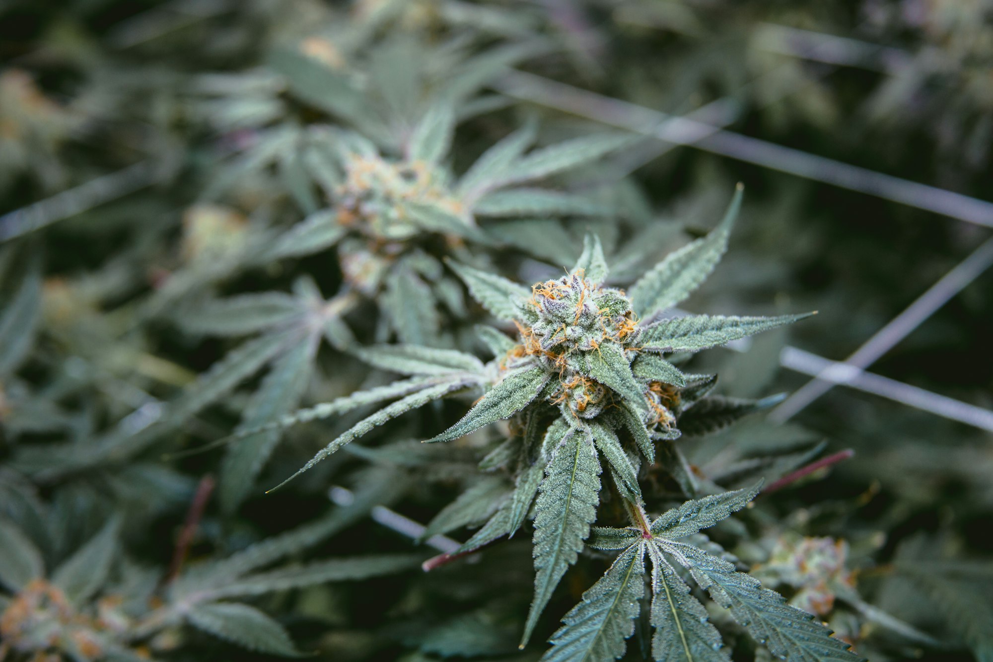 Where City Council landed on medical marijuana rules