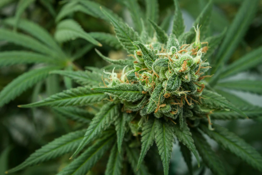 Cannabis flower buds up close