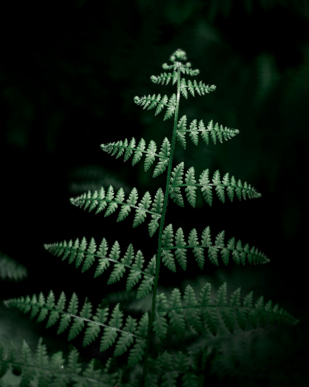 green fern plant in close up photography