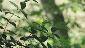 Soft morning light filtering through delicate sage green leaves, casting gentle shadows.