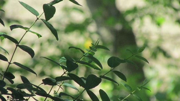 Soft morning light filtering through delicate sage green leaves, casting gentle shadows.