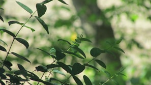 Soft morning light filtering through Singapore’s urban greenery, casting delicate patterns on stone.