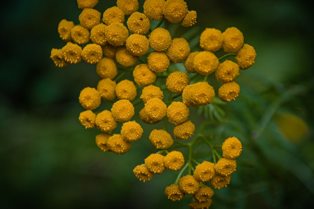 yellow flowers in tilt shift lens