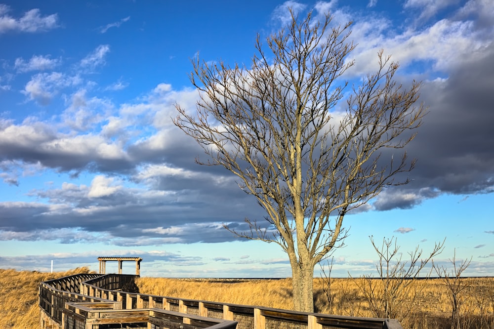 leafless tree on green grass field under blue sky during daytime