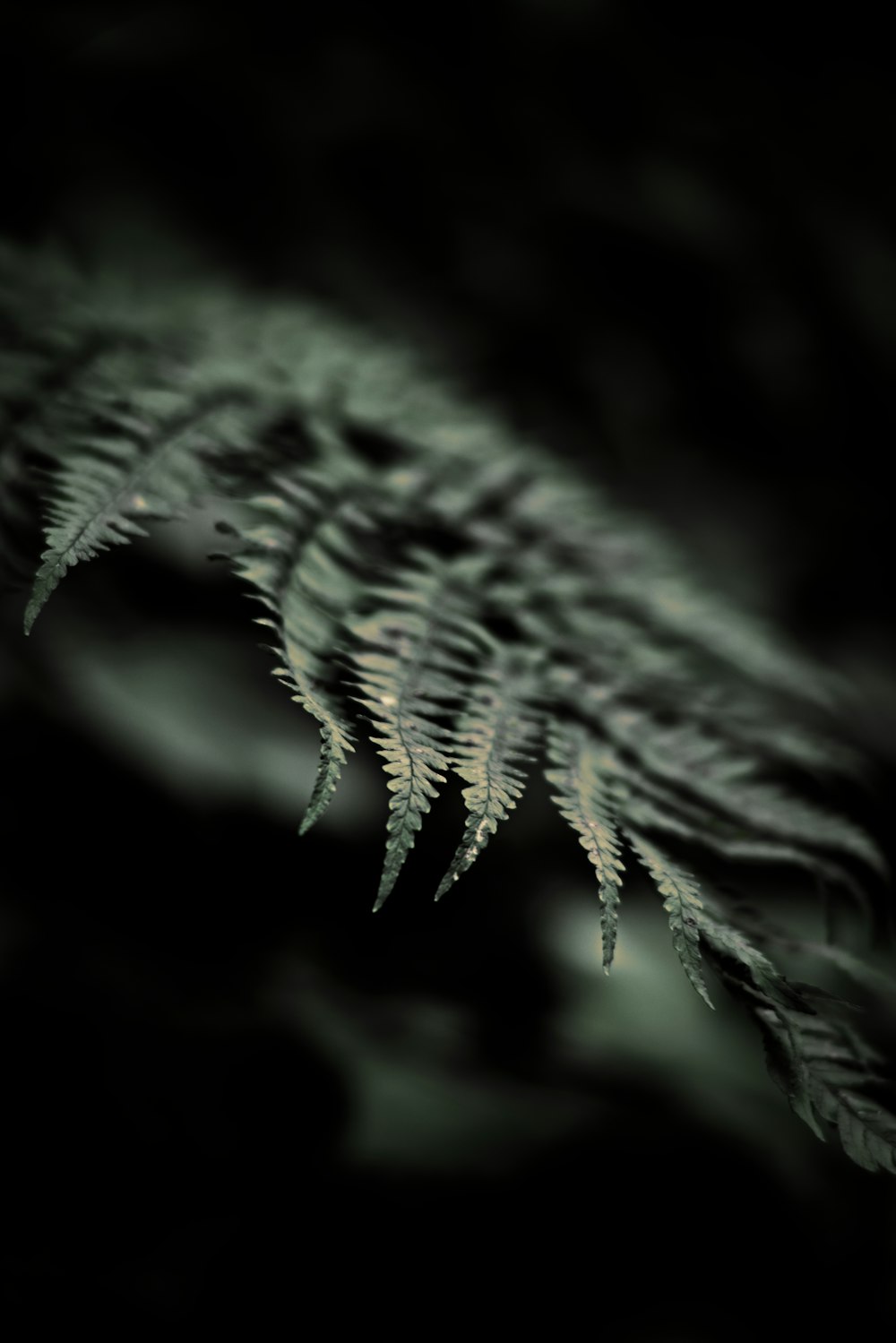 Black feather on black surface photo – Free Grey Image on Unsplash