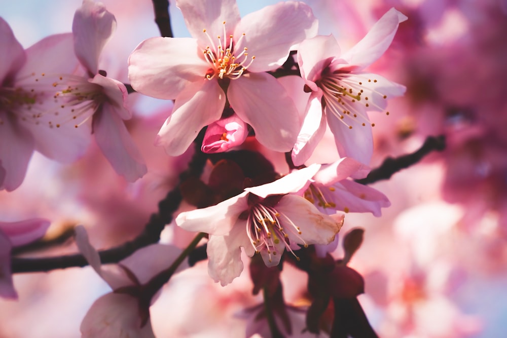 昼間に咲く白とピンクの桜