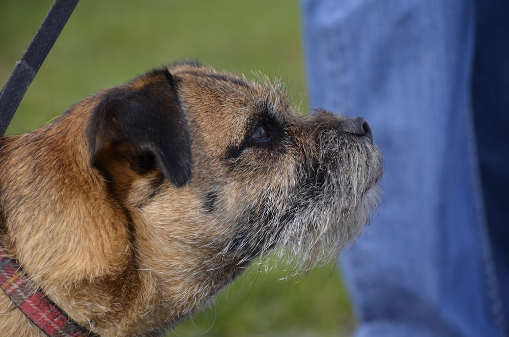 brown and black short coated dog