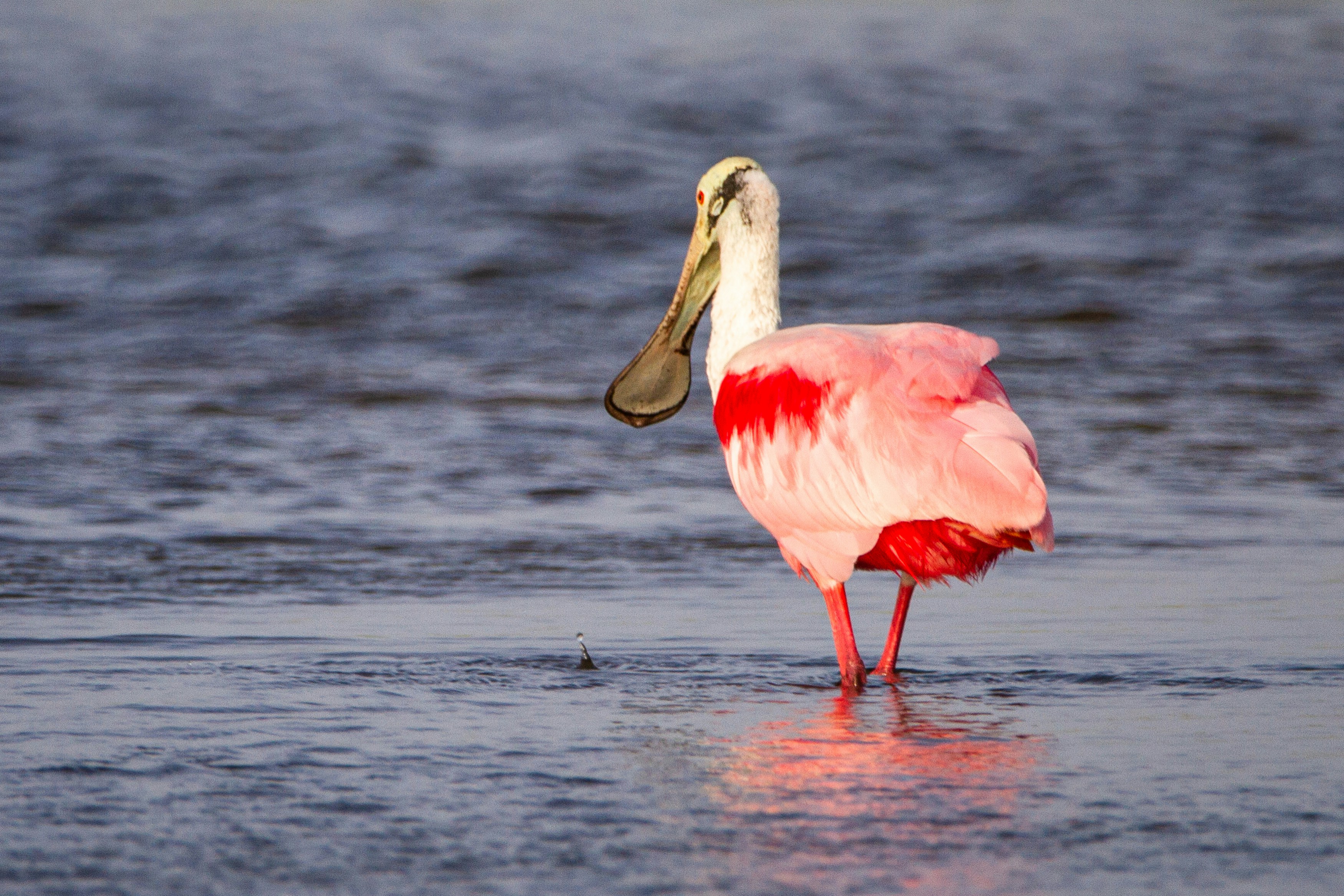 A roseate spoonbill fishes for food in Corpus Christi, TX.