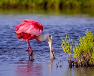 pink and white bird on water during daytime