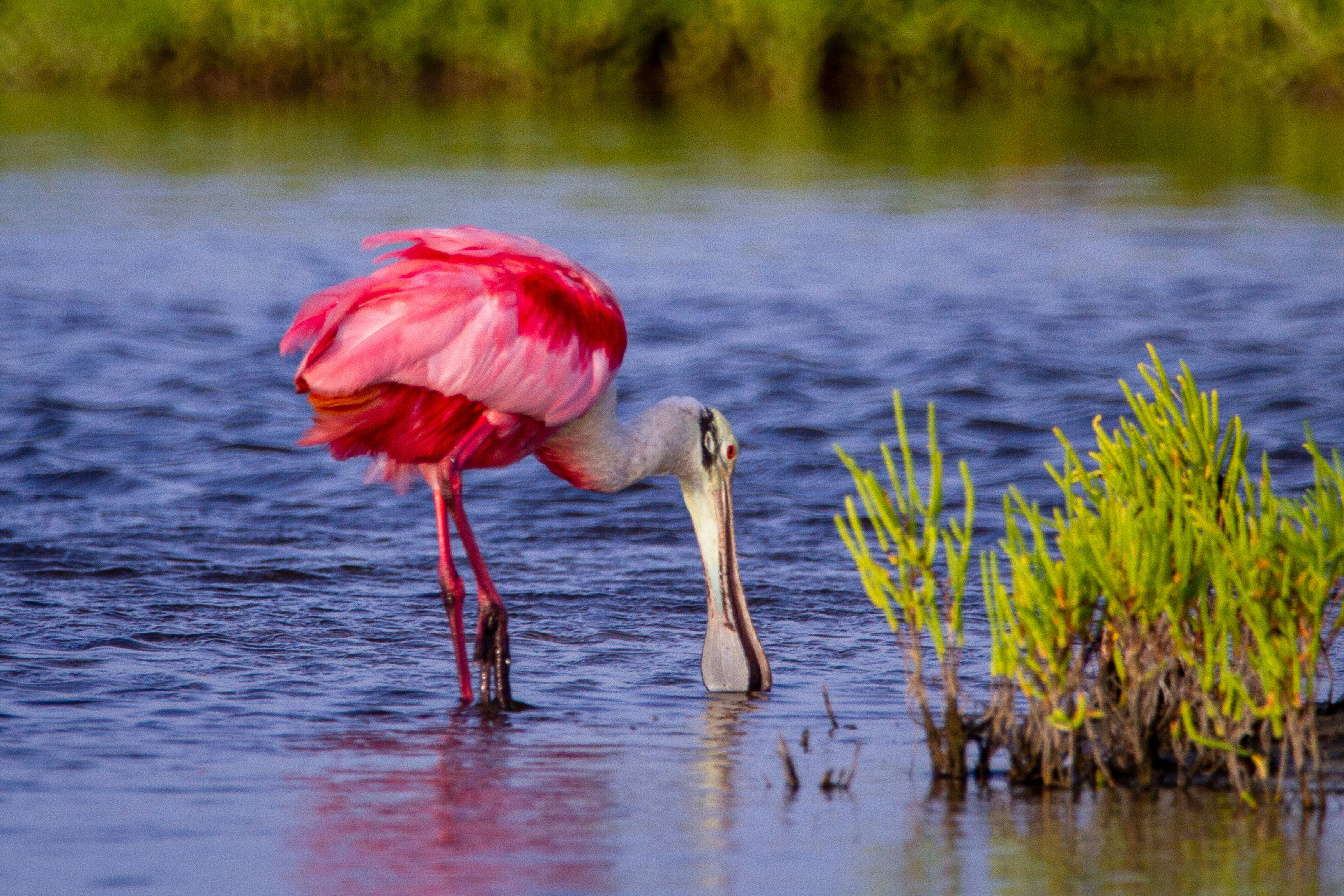 A roseate spoonbill fishes for food in Corpus Christi, TX.