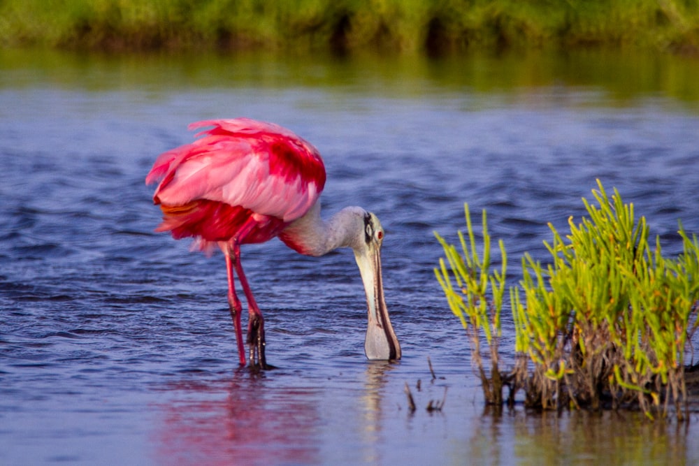 pink and white bird on water during daytime