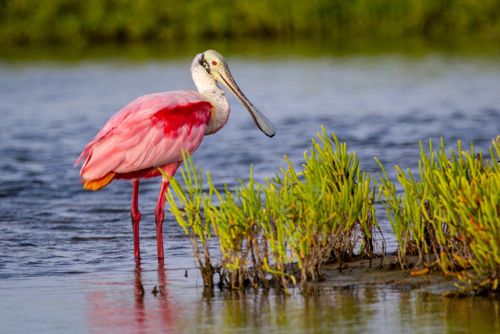 pink bird on water during daytime