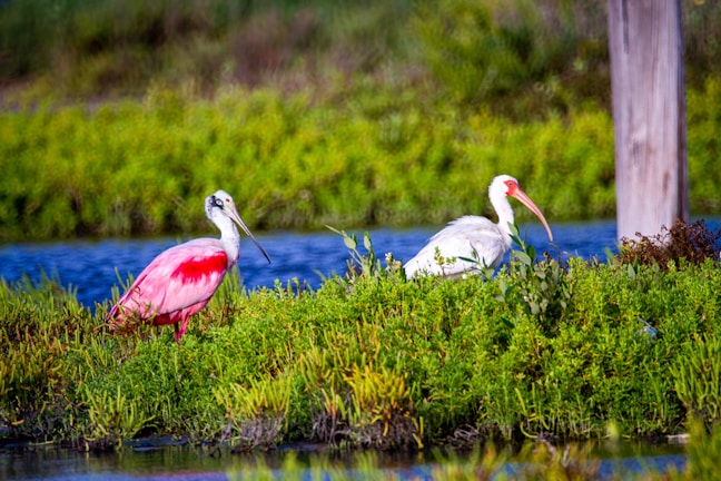 Two large birds stand gracefully amidst vibrant green foliage near a body of water. One bird is predominantly pink with a long, curved bill, while the other is white with a similar beak structure. The background is lush with greenery, underscored by a clear blue sky.
