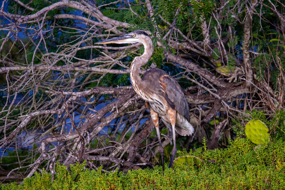 grey heron perched on tree branch during daytime