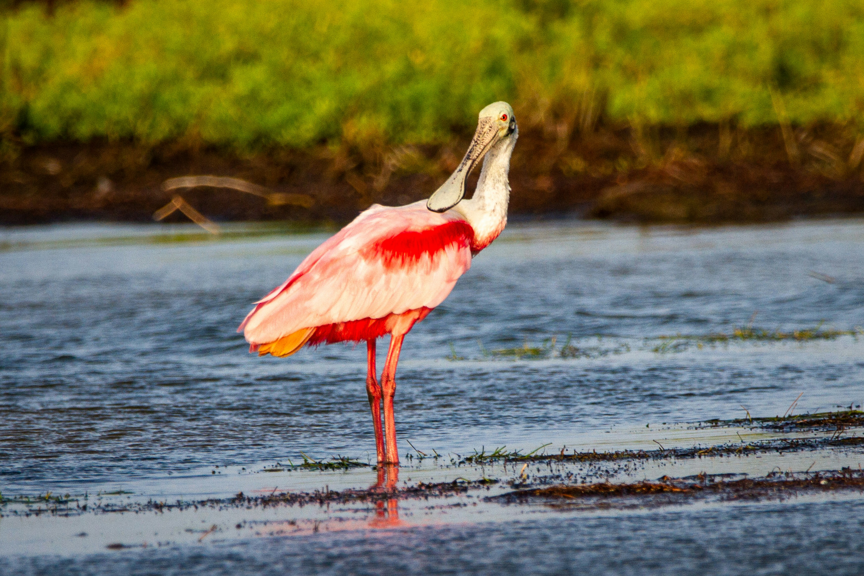 A roseate spoonbill wading in the water in Corpus Christi, TX.