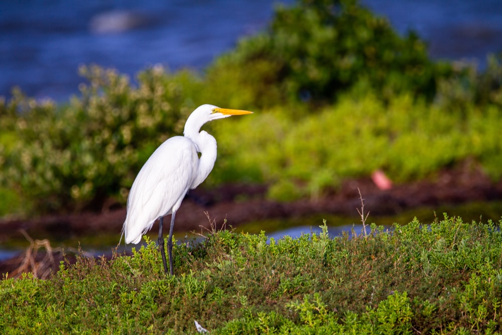 white egret perched on brown wooden post during daytime