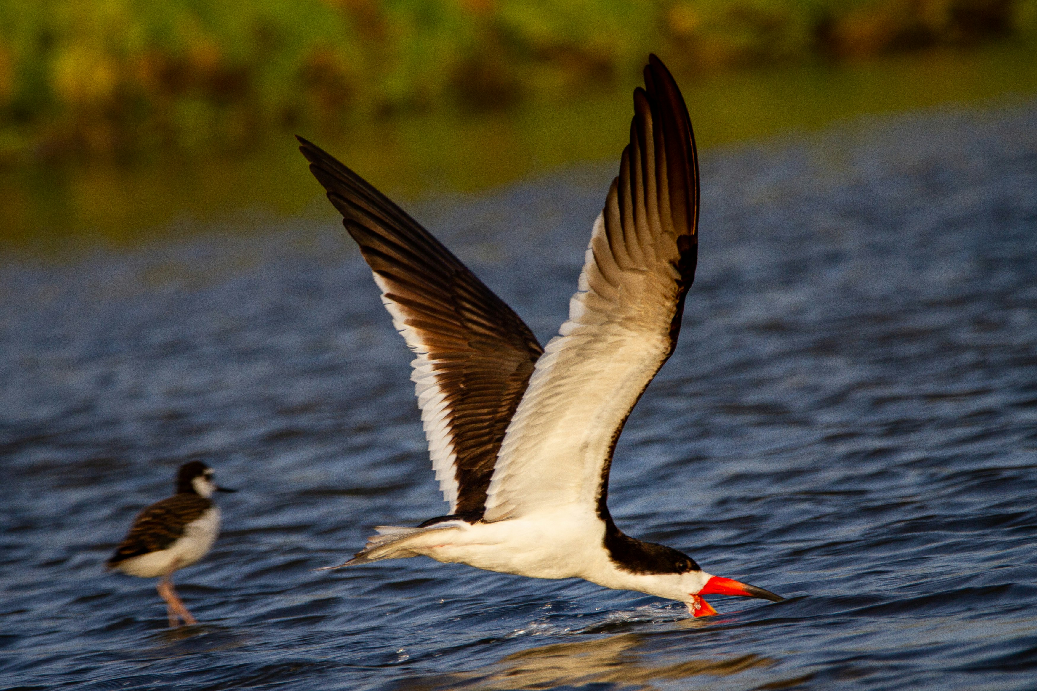 A black skimmer skimming the water for food. 