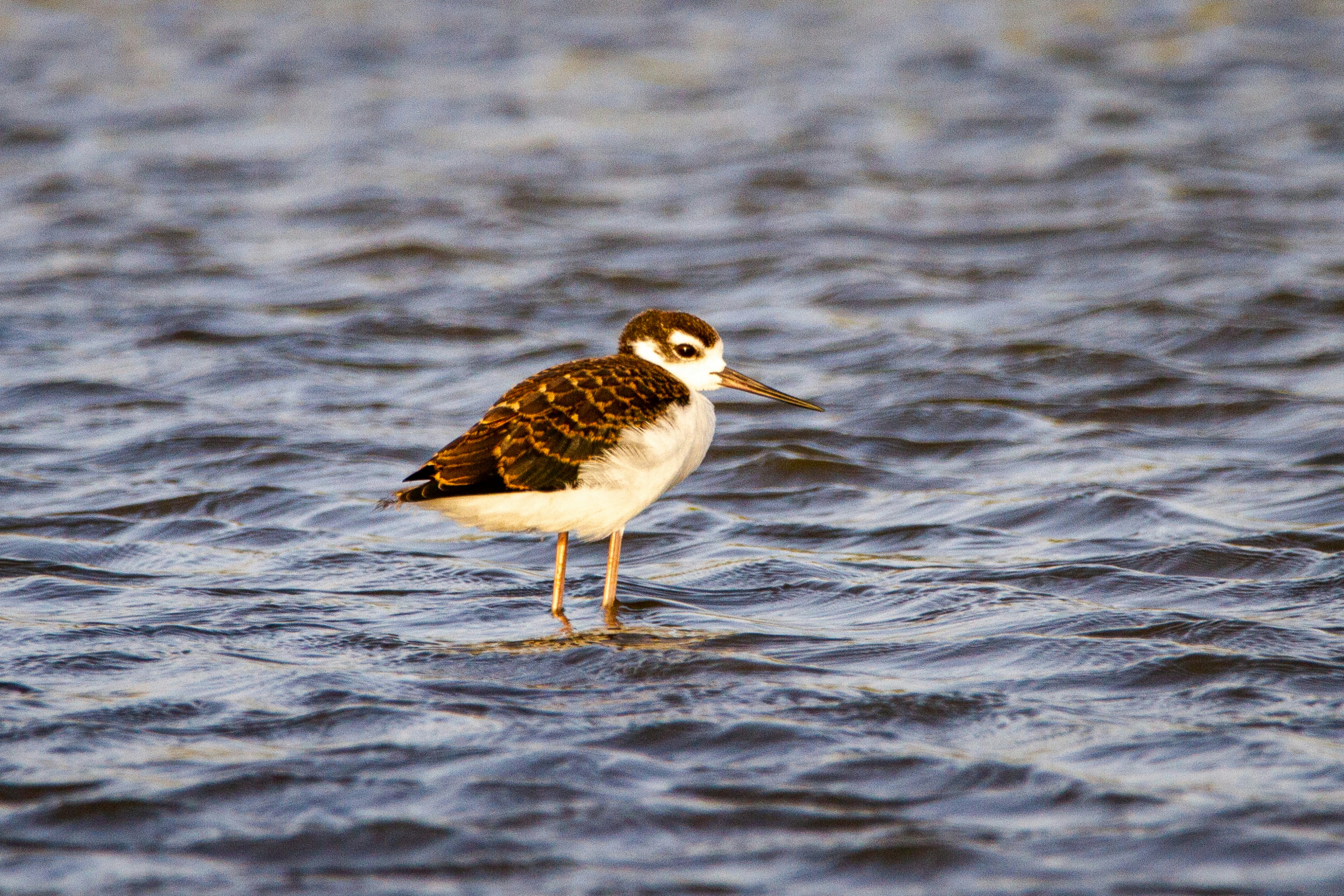 A juvenile black-necked stilt wading in Corpus Christi, TX.