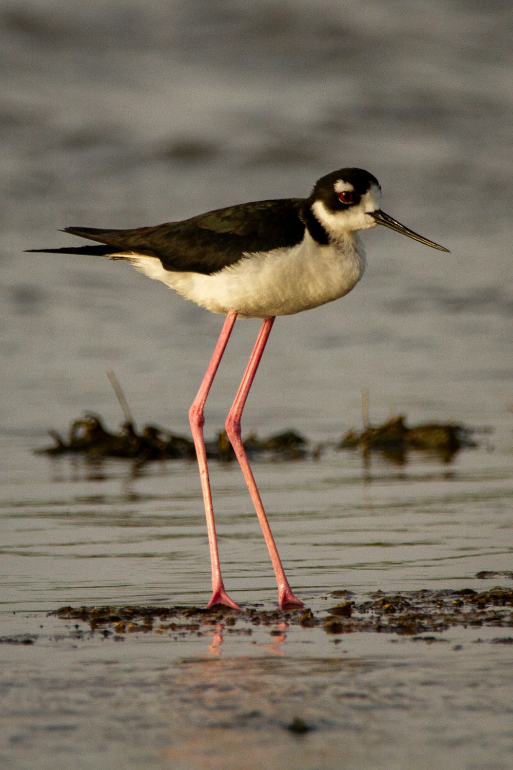 black and white bird on water