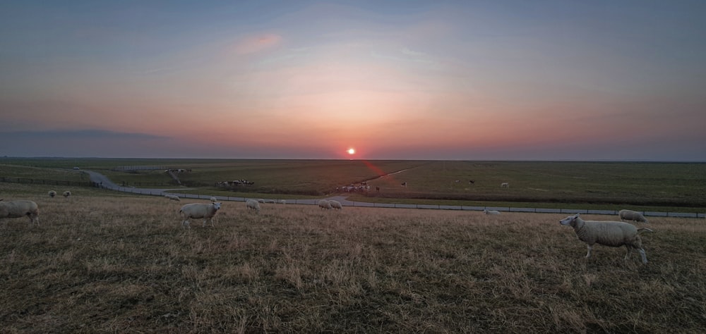 white airplane on green grass field during sunset