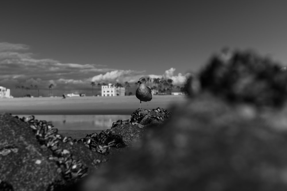 grayscale photo of a stone near body of water