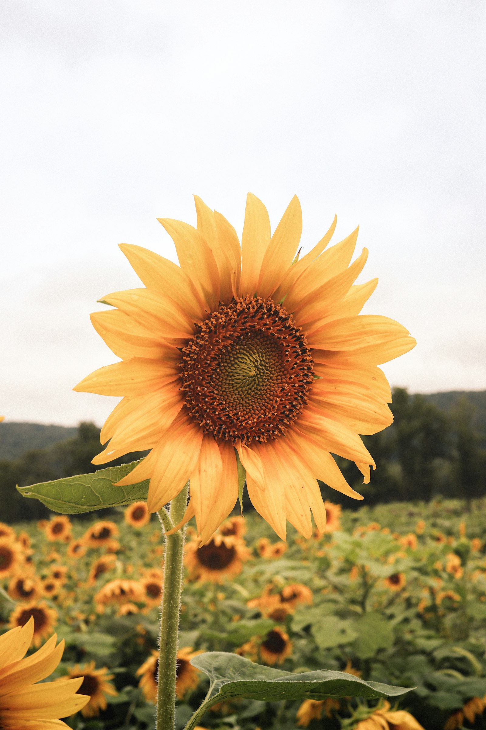 Canon EOS 77D (EOS 9000D / EOS 770D) + Canon EF-S 24mm F2.8 STM sample photo. Yellow sunflower in bloom photography