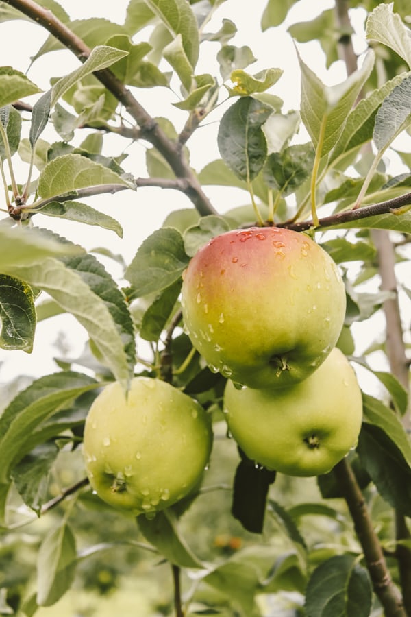 Fruitteeltbedrijf van den Bosse v.o.f.