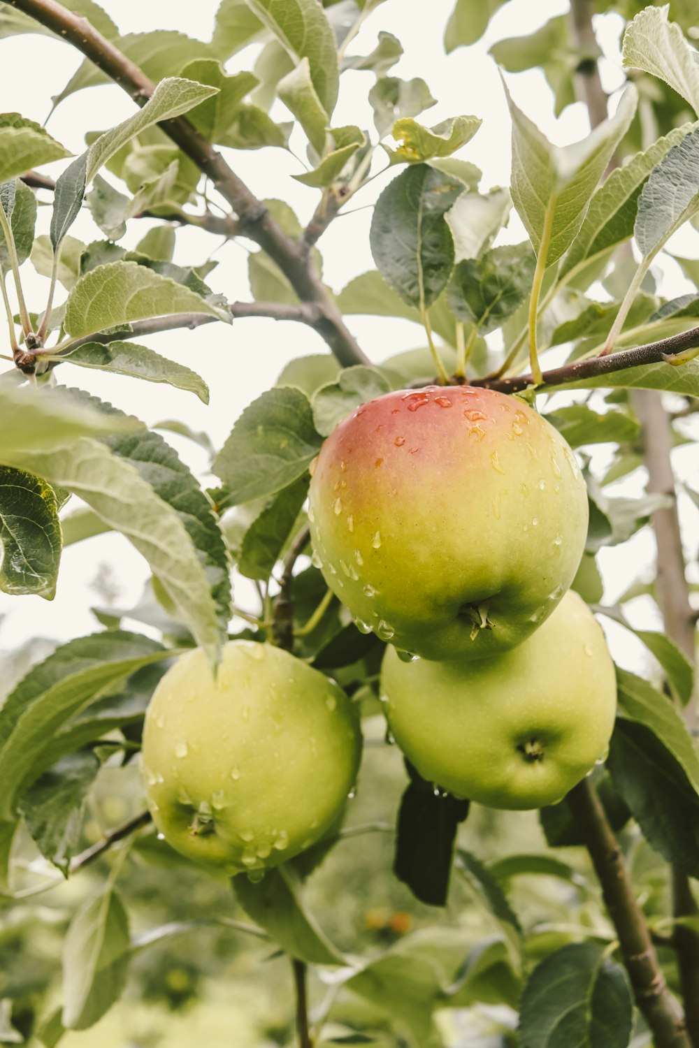 green and red apples on tree