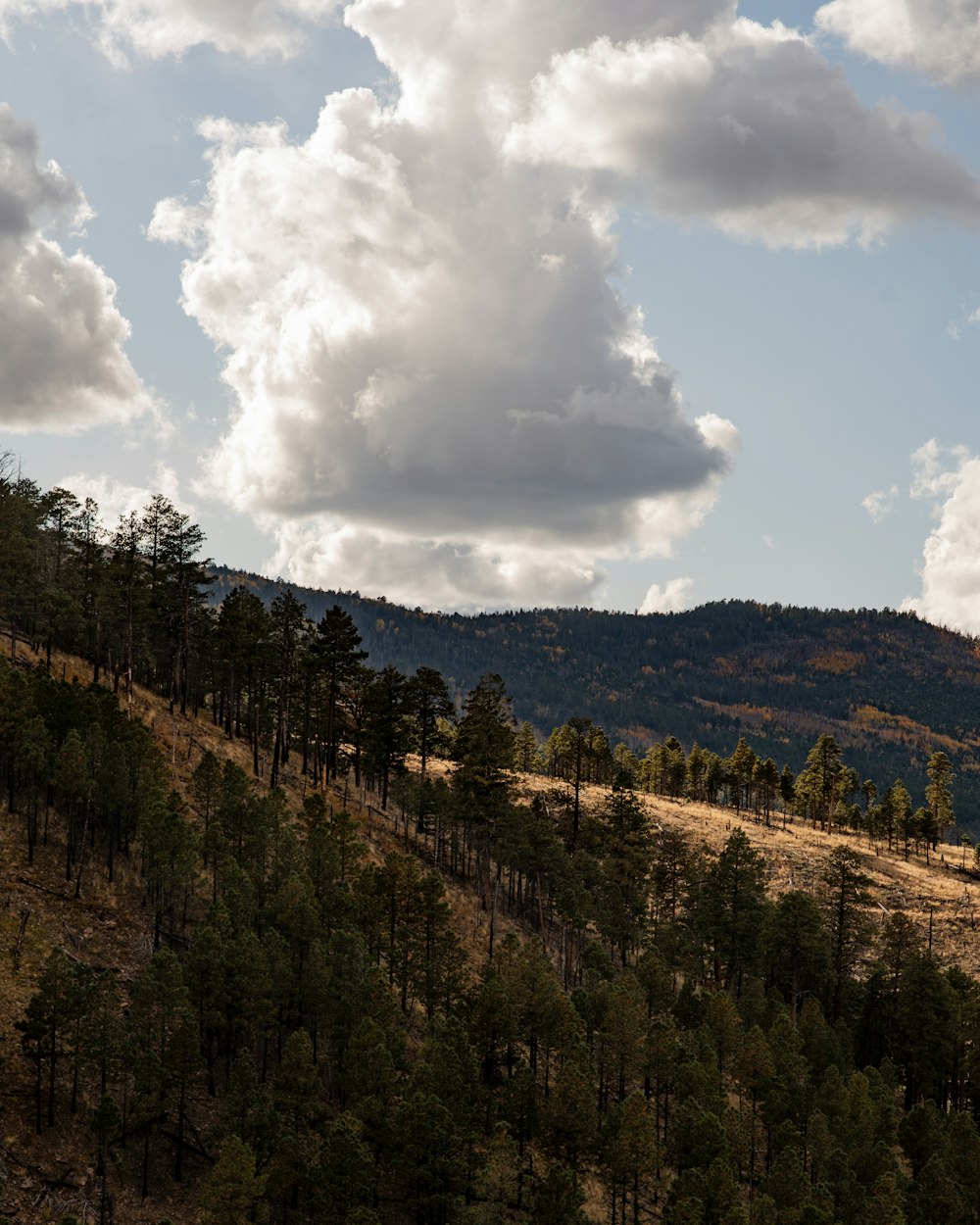 green trees under white clouds and blue sky during daytime