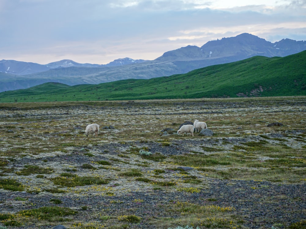 white sheep on green grass field during daytime