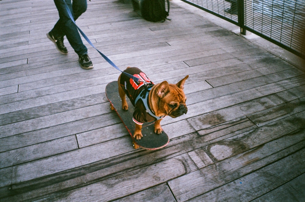 brown short coated dog with black and red dog harness