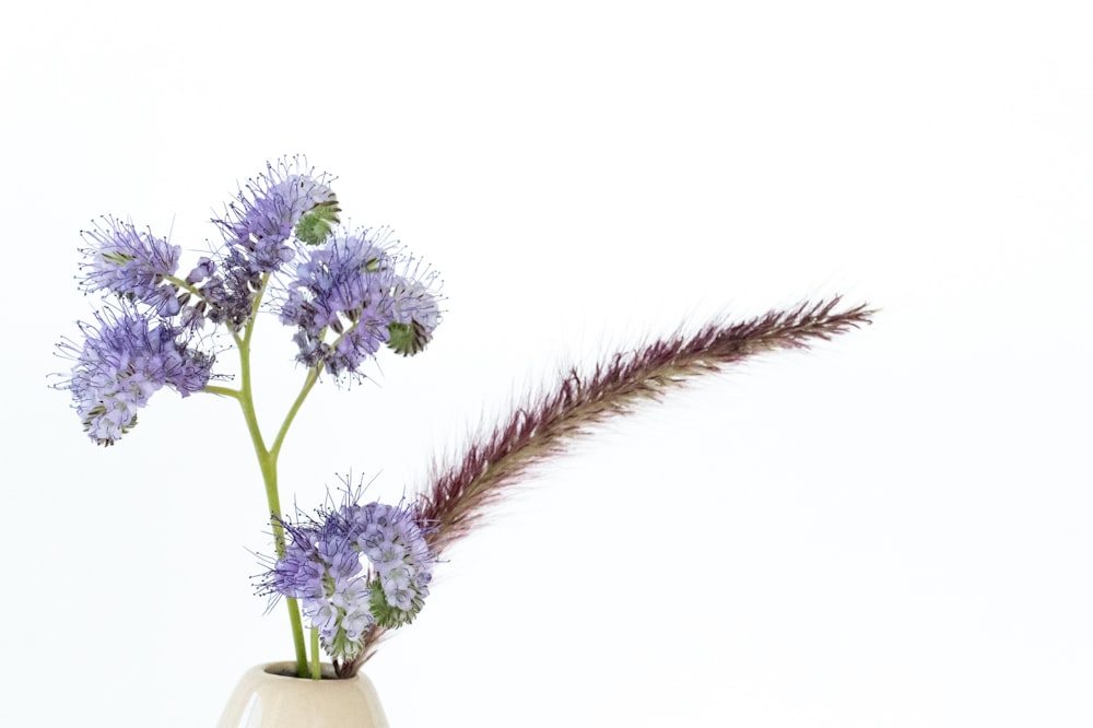 purple flowers in white ceramic vase