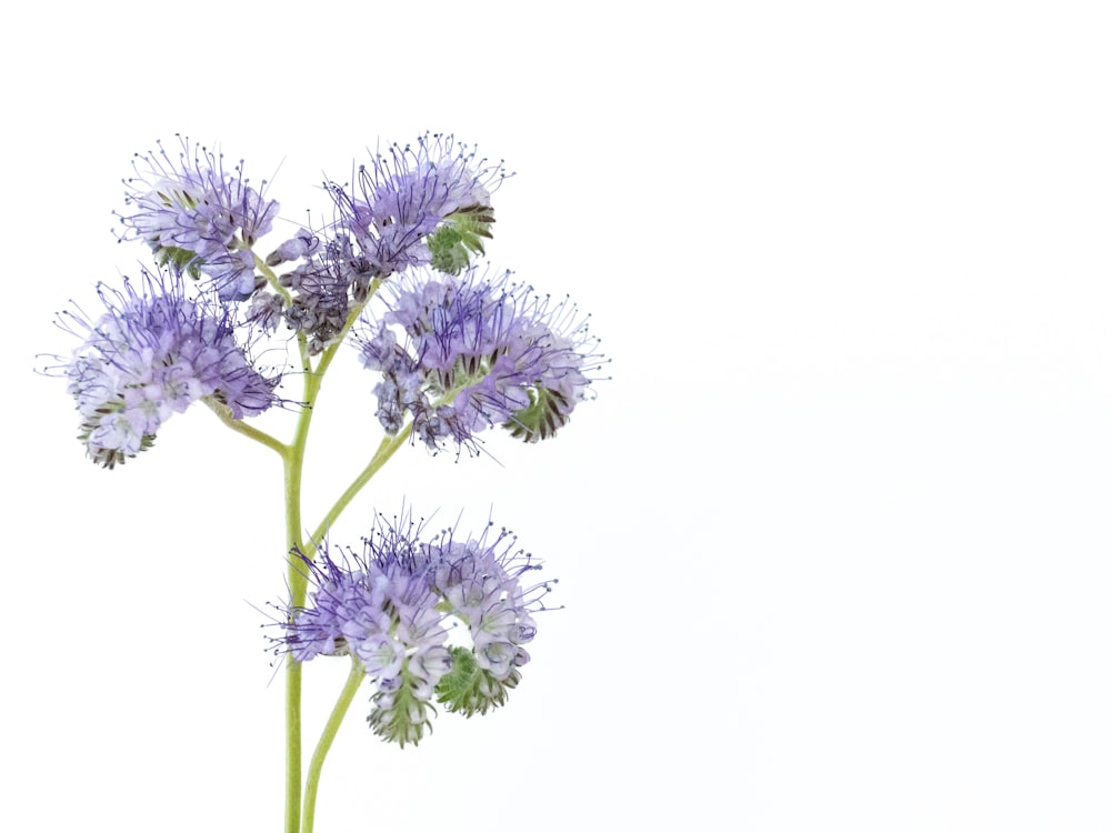 fleur blanche et violette avec des feuilles vertes