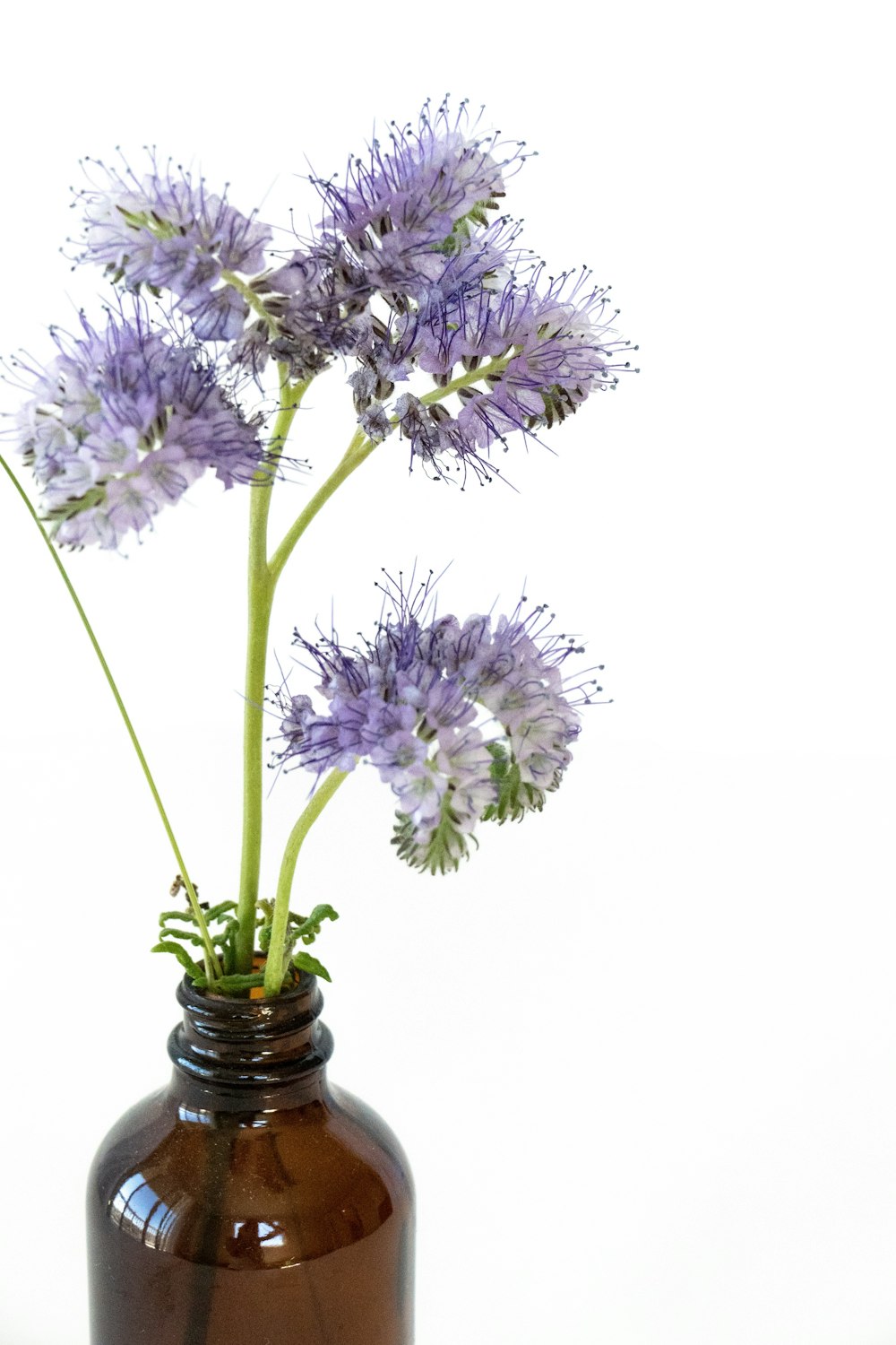 purple and white flowers on white ceramic vase
