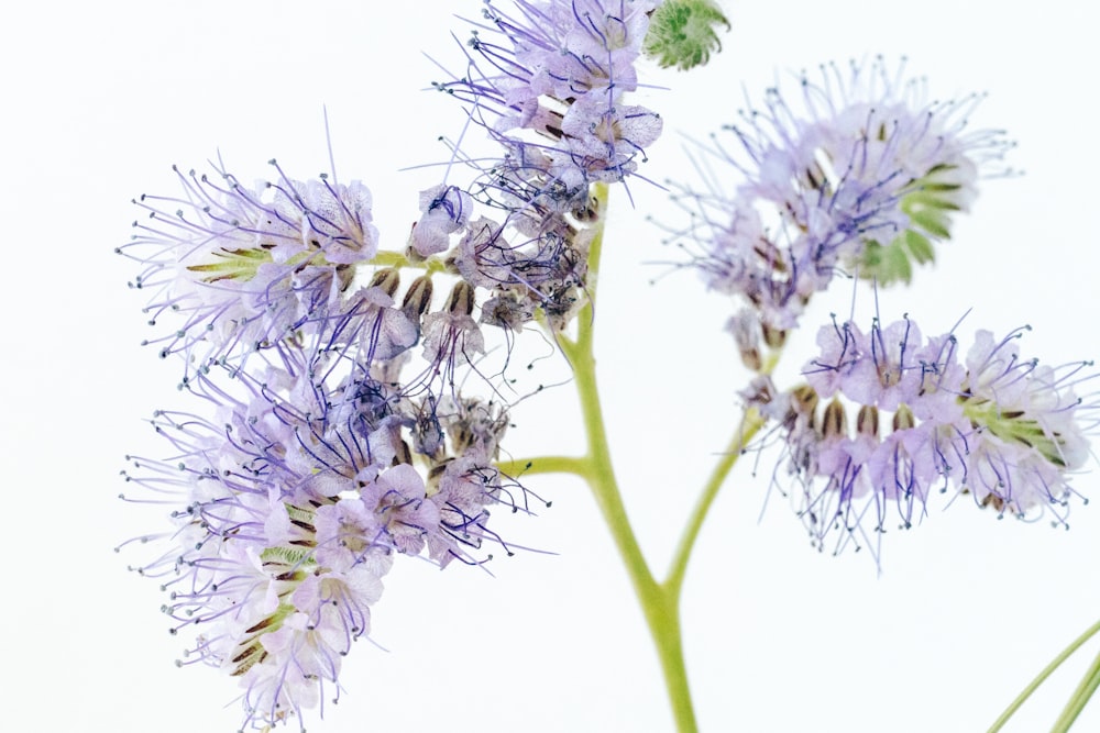 purple and white flower in close up photography