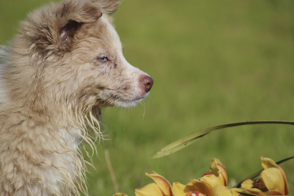 white and brown long coated dog on green grass field during daytime