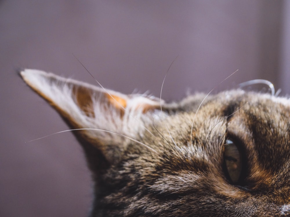 brown tabby cat in close up photography