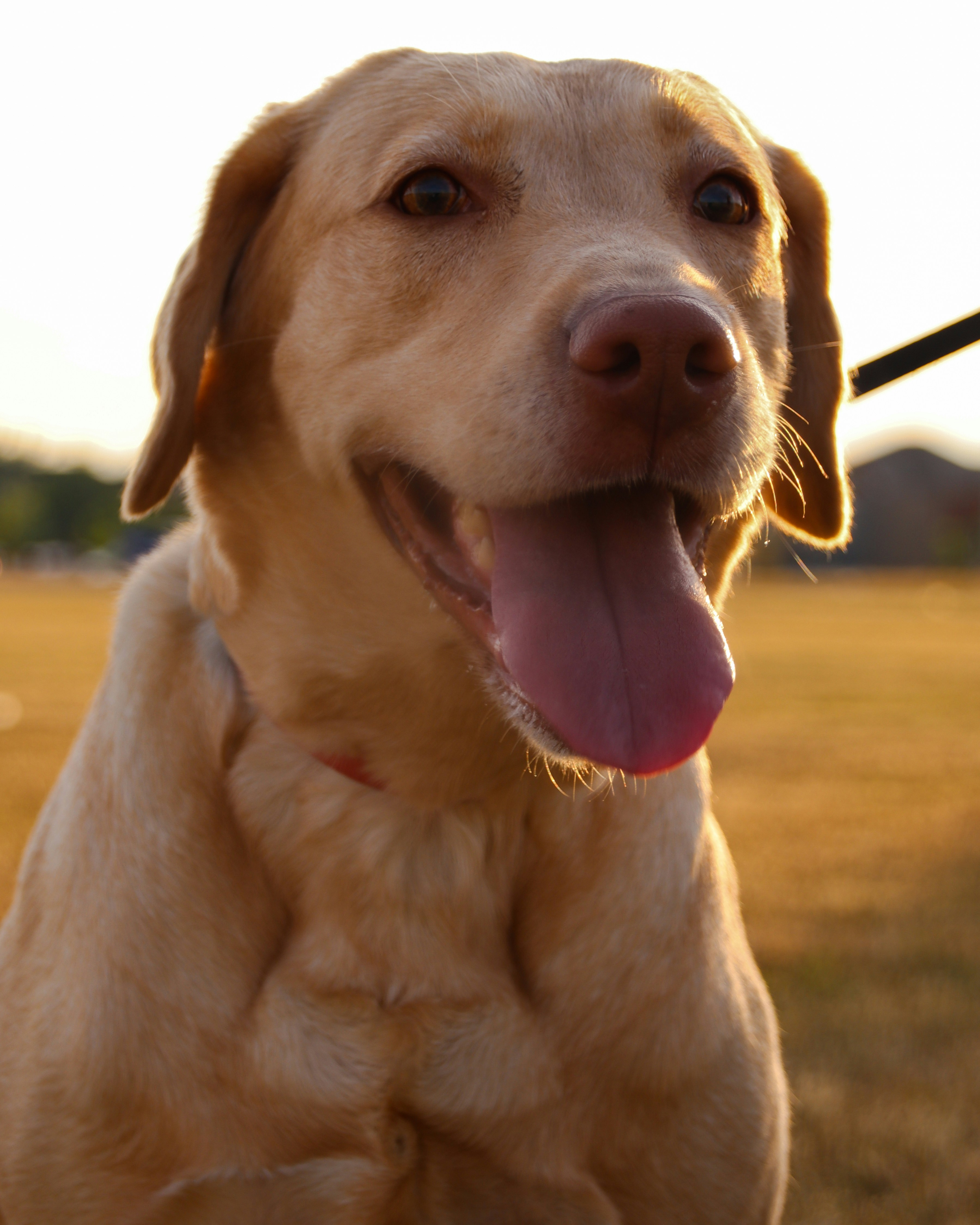 舌を示す黄色のラブラドール レトリーバー犬の写真 Unsplashで見つけるトロントの無料写真