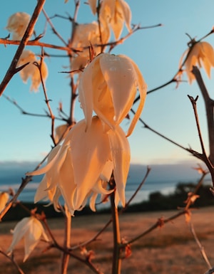 A detailed close-up of white flowers with dew drops on their petals, set against a soft, blurred background. Branches surround the flowers, and the scene is illuminated by a warm, golden sunlight, suggesting either sunrise or sunset. In the distance, there's a vague hint of a body of water and a horizon line under a clear blue sky.