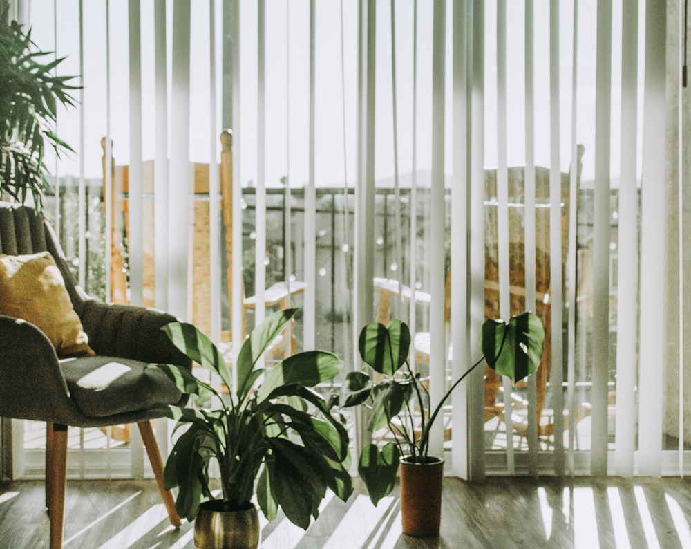 green potted plant near white window curtain