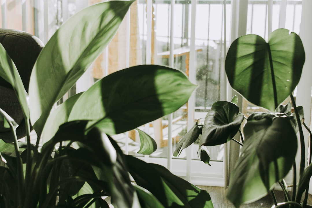 green leaf plant near white window blinds