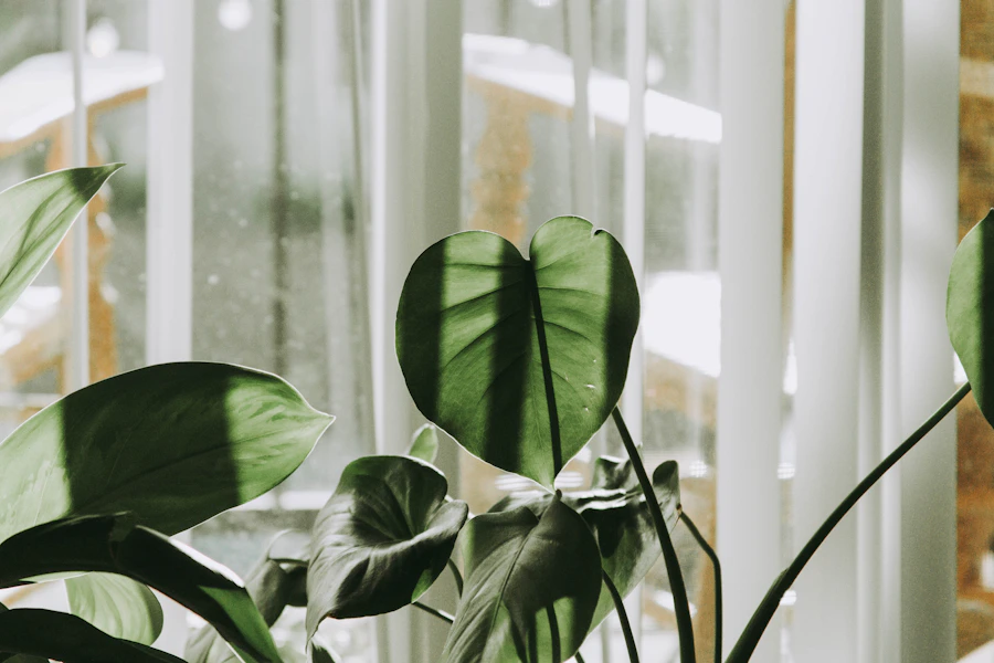 Planta junto a ventana con luz suave