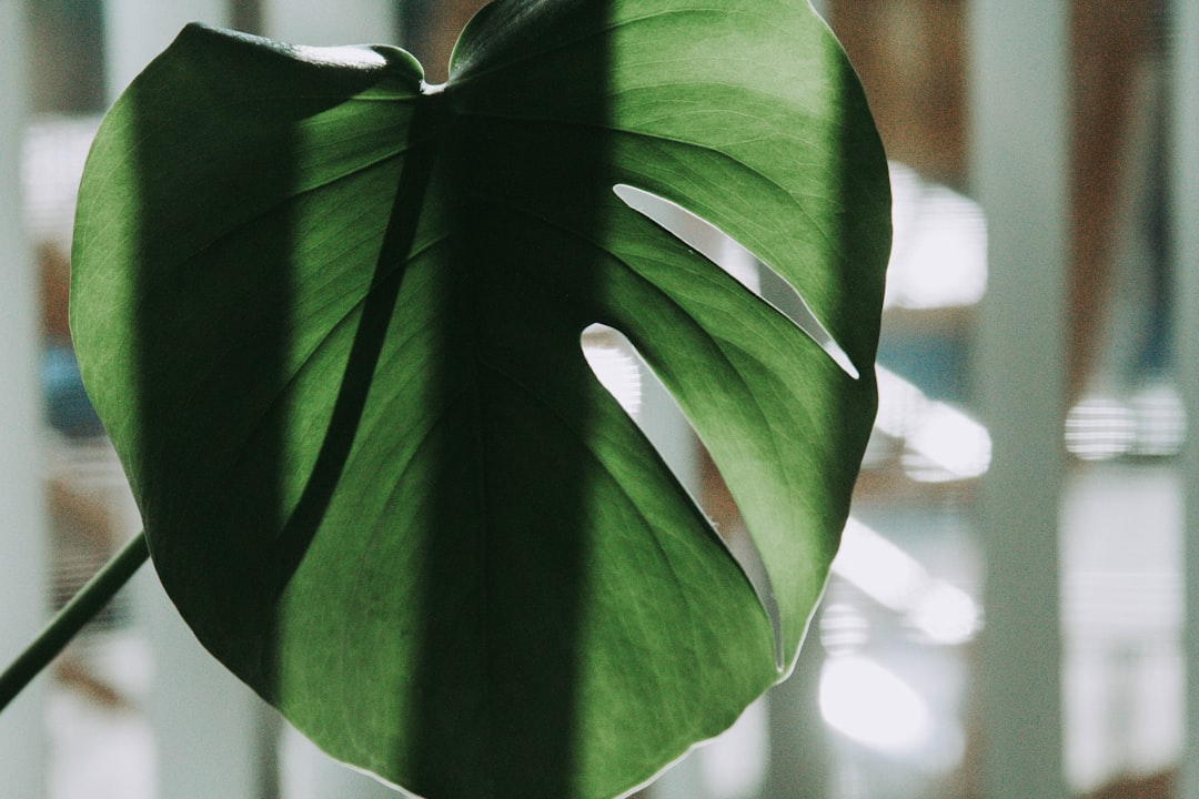 green leaf plant in close up photography