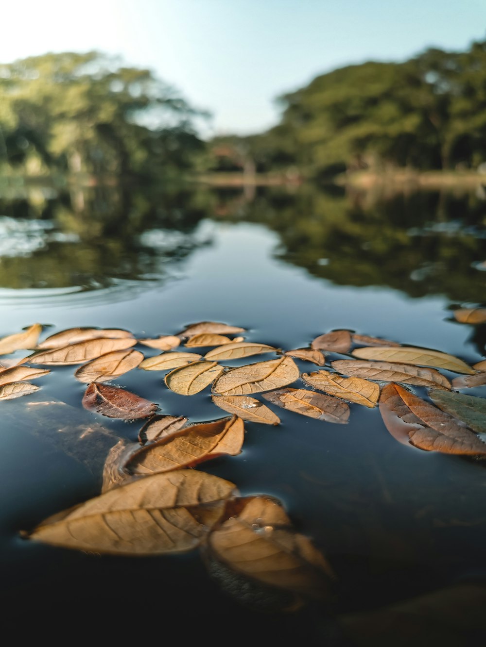 brown leaves on water during daytime