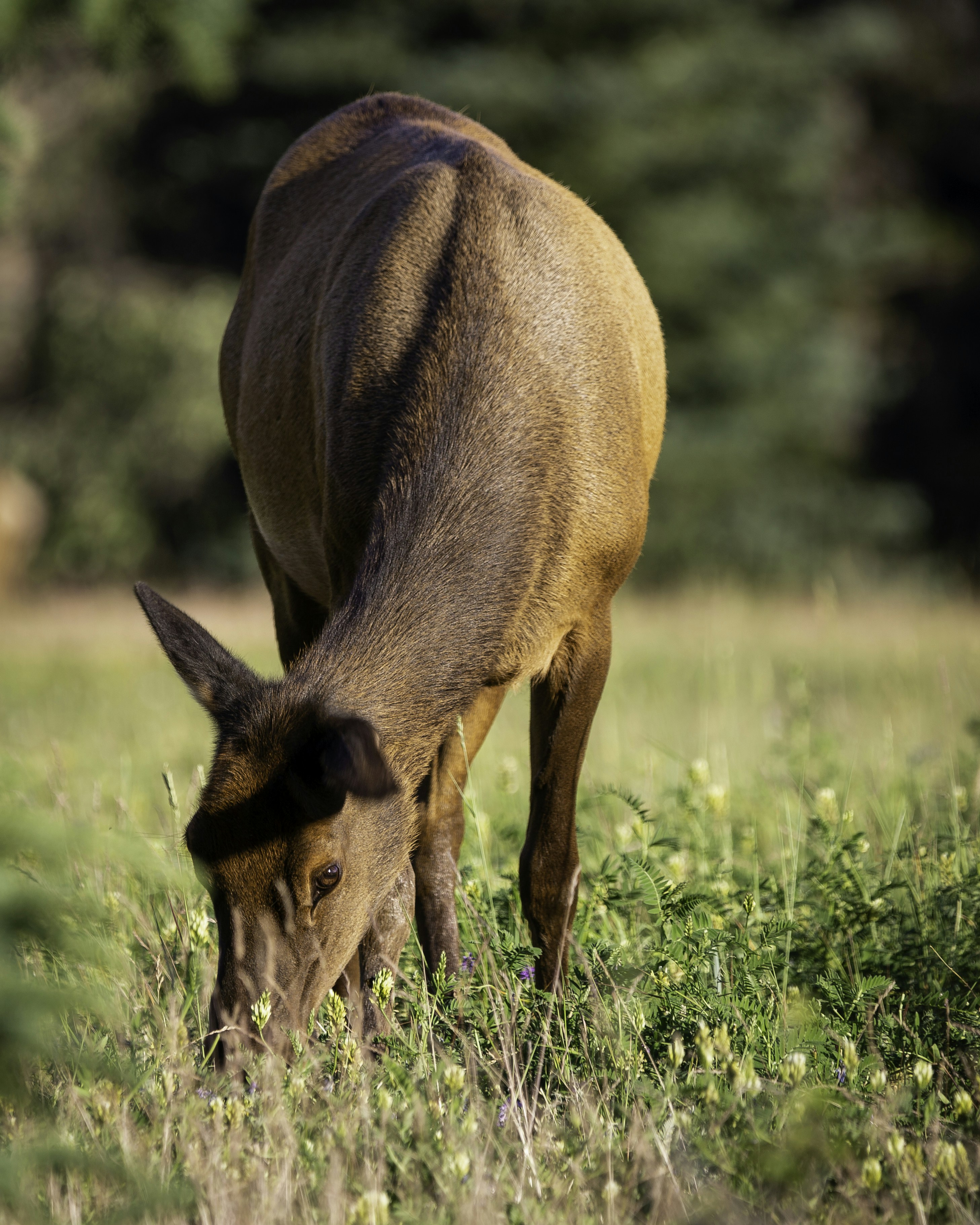 brown deer on green grass field during daytime